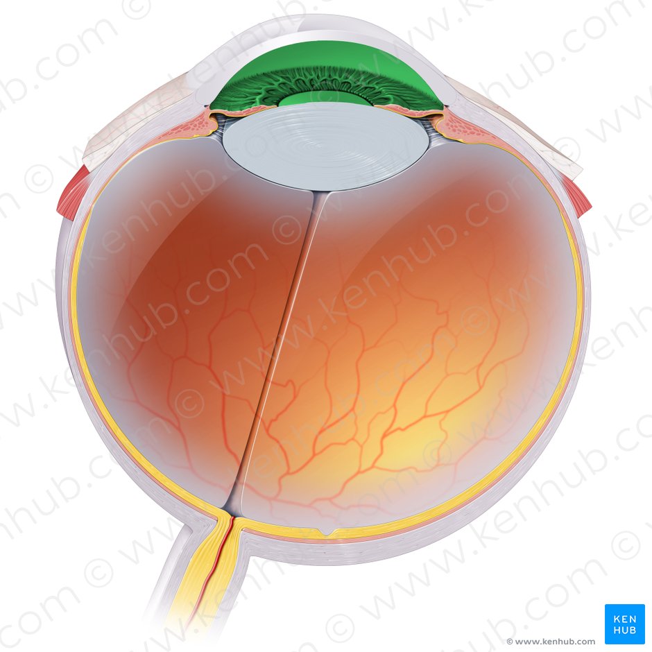 Cámara anterior del globo ocular (Camera anterior bulbi oculi); Imagen: Paul Kim
