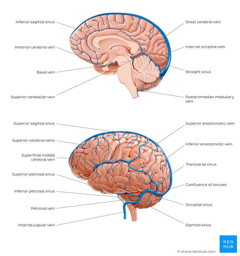 Veins of the brain - a diagram.