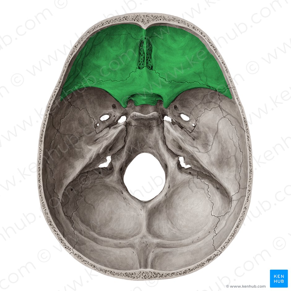 Anterior cranial fossa (Fossa cranii anterior); Image: Yousun Koh