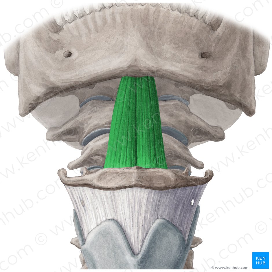 Músculo genihioideo (Musculus geniohyoideus); Imagen: Yousun Koh