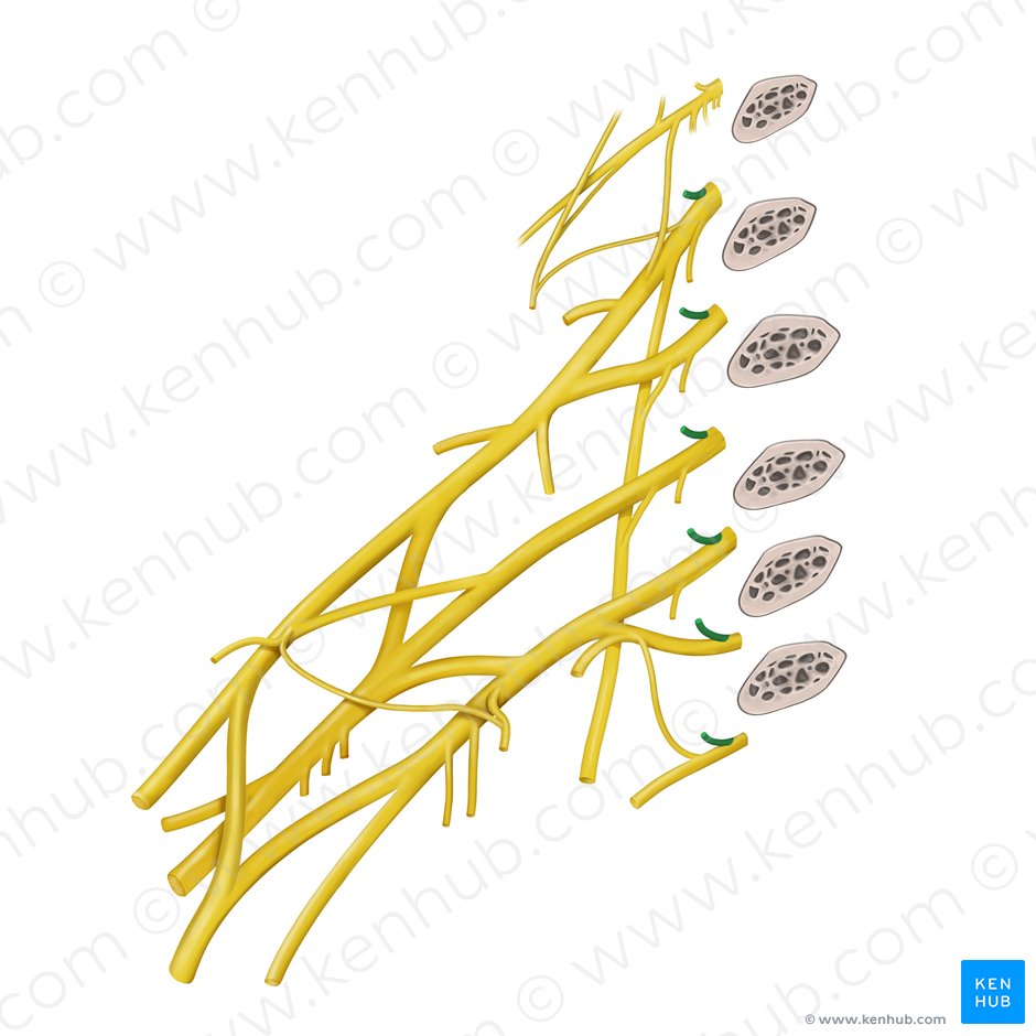 Ramos posteriores de los nervios espinales C5-T2 (Rami posteriores nervorum spinalium C5-T2); Imagen: Paul Kim