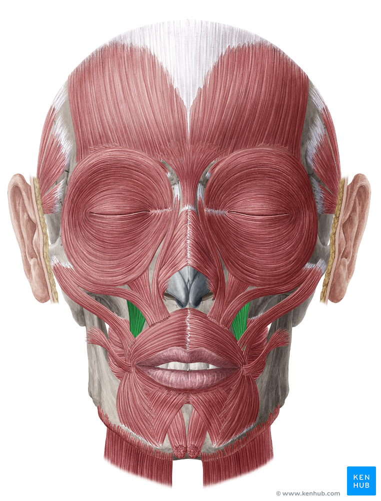 Facial muscles - Anatomy, Function and Clinical Cases | Kenhub