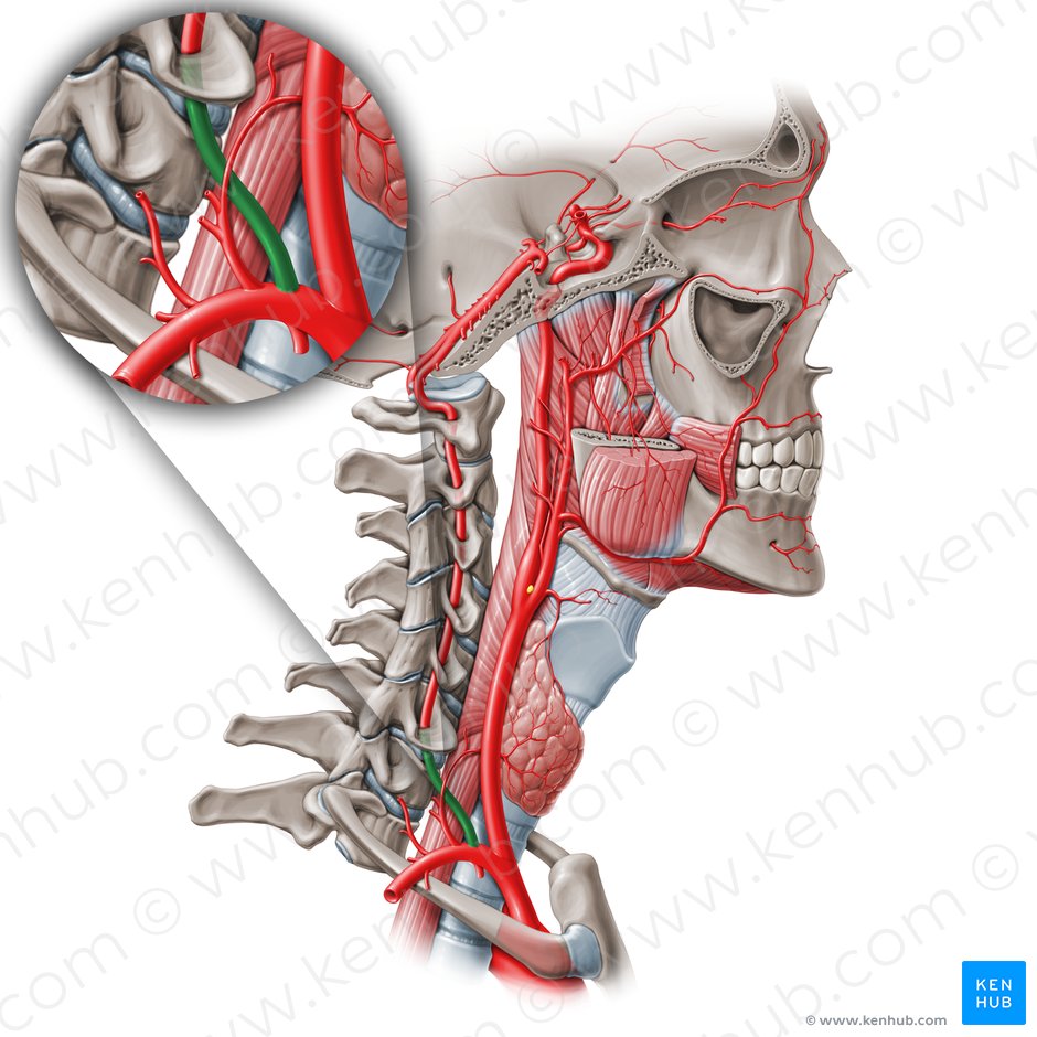 Segmento extra-óseo de la artéria vertebral (V1) (Pars prevertebralis arteriae vertebralis (V1)); Imagen: Paul Kim