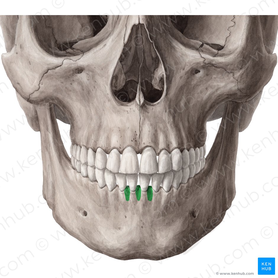 Interalveolar septa of mandible (Septa interalveolaria mandibulae); Image: Yousun Koh
