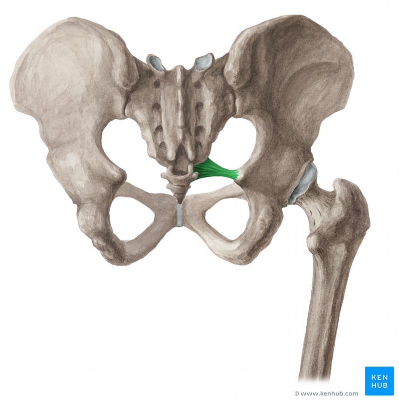 Articulaţia sacro-iliacă | Anatomie si fiziologie