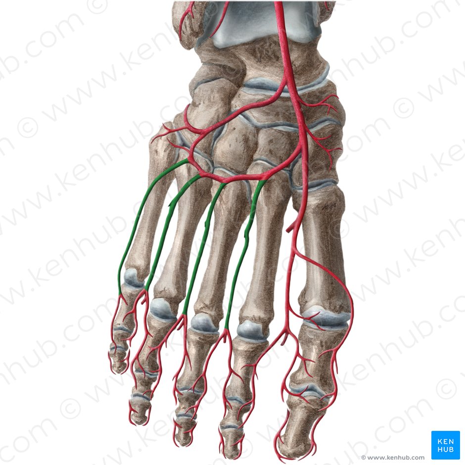 Arteriae metatarseae dorsales (Rückseitige Mittelfußarterien); Bild: Liene Znotina