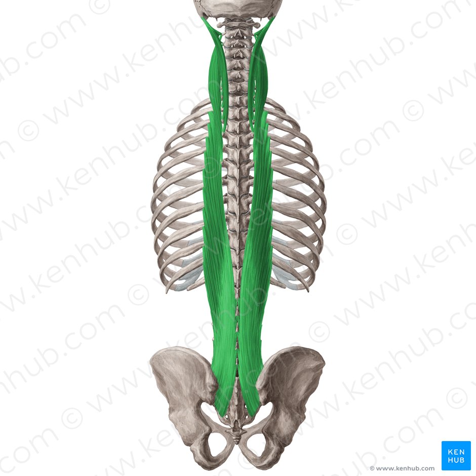 Musculus longissimus (Langer Rückenmuskel); Bild: Yousun Koh