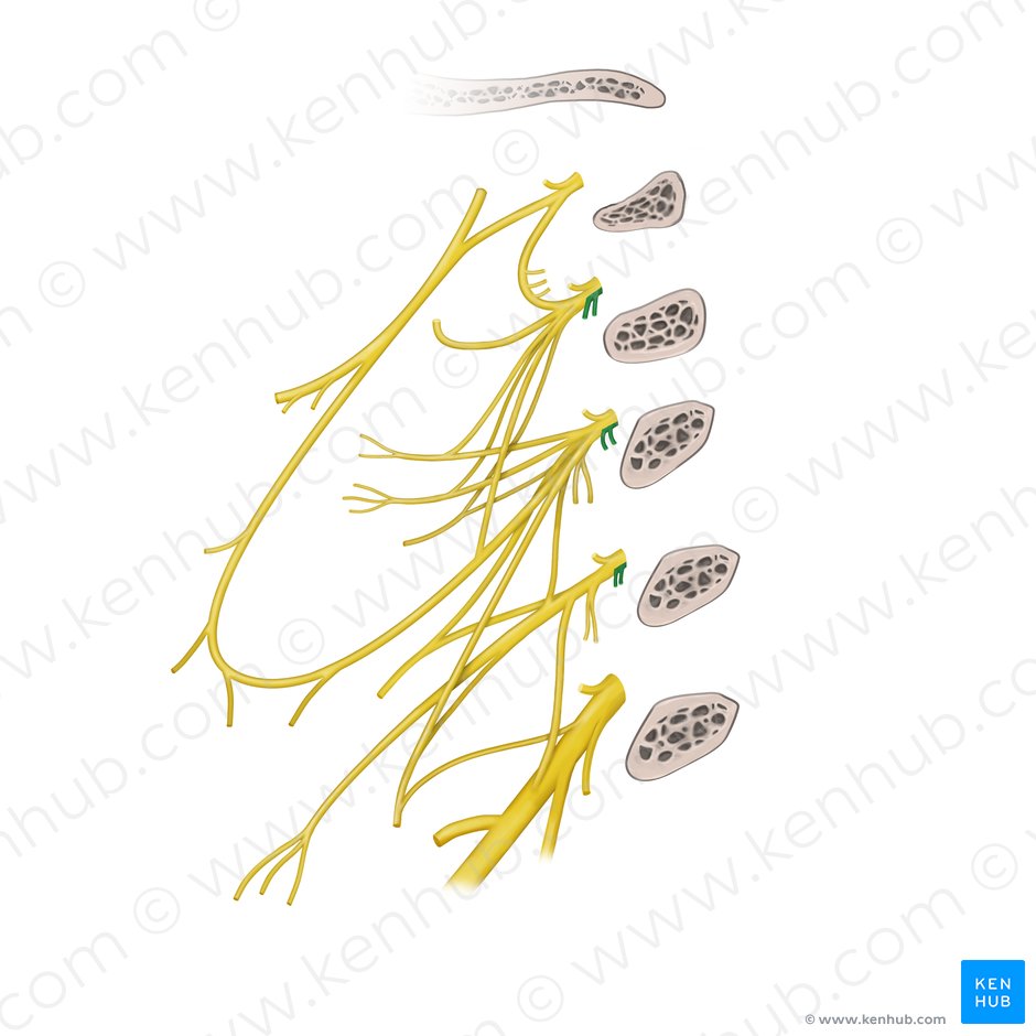 Muscular branches of cervical plexus (longus capitis/colli muscles) (Rami musculares plexus cervicalis (musculus longus capitis/colli)); Image: Paul Kim