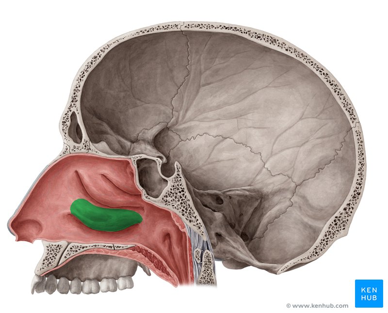 Inferior nasal concha - medial view