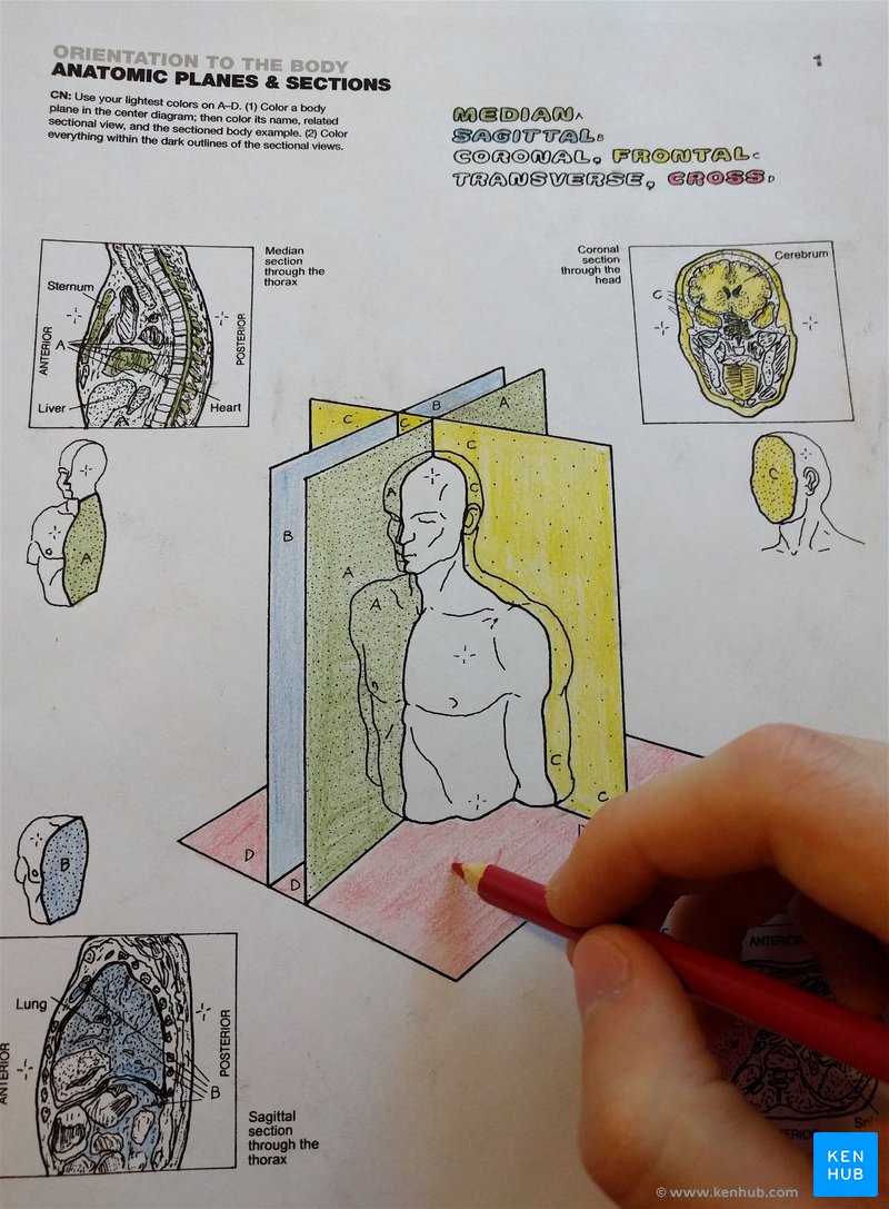 Learn Anatomy with a Coloring Book