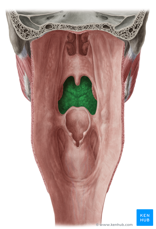 Tongue - Anatomy, Embryology and Pathology | Kenhub