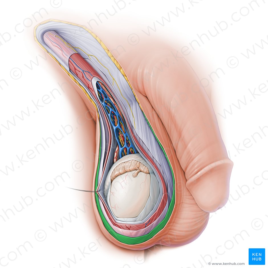Tecido subcutâneo do pênis (Tela subcutanea penis); Imagem: Paul Kim