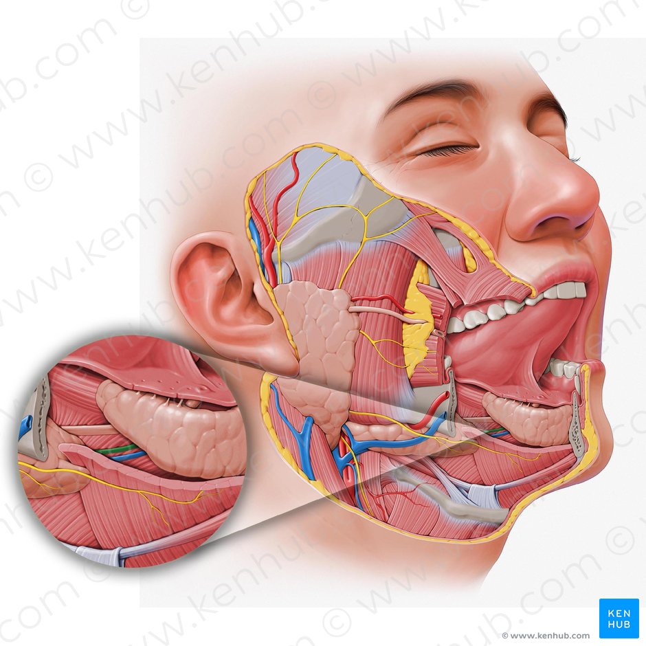 Sublingual artery (Arteria sublingualis); Image: Paul Kim