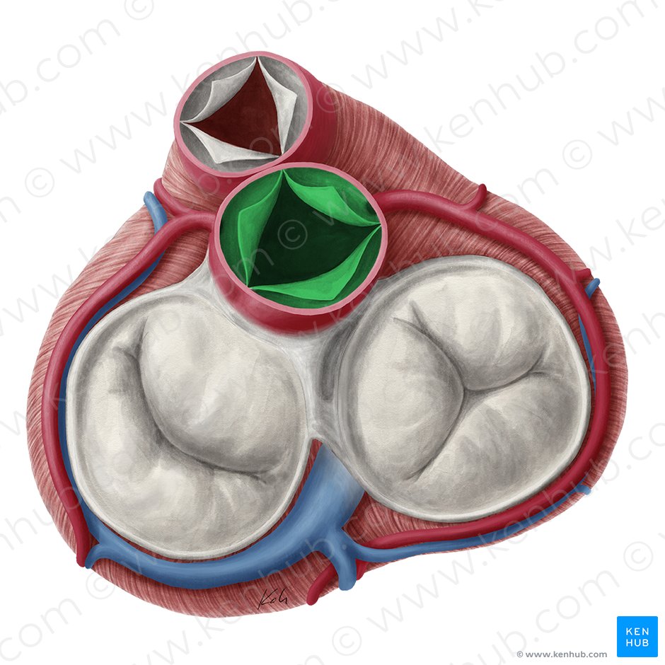 Aortic valve (Valva aortae); Image: Yousun Koh