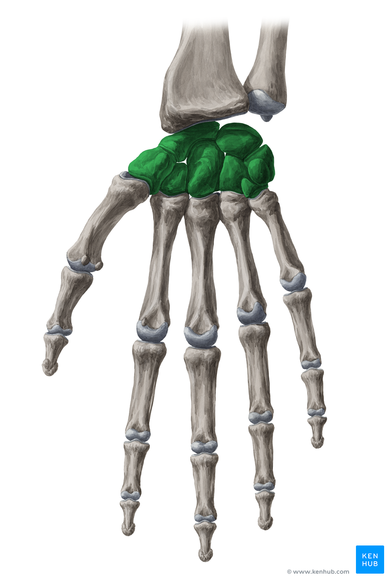 Bones of the hand - Carpal bones | Kenhub