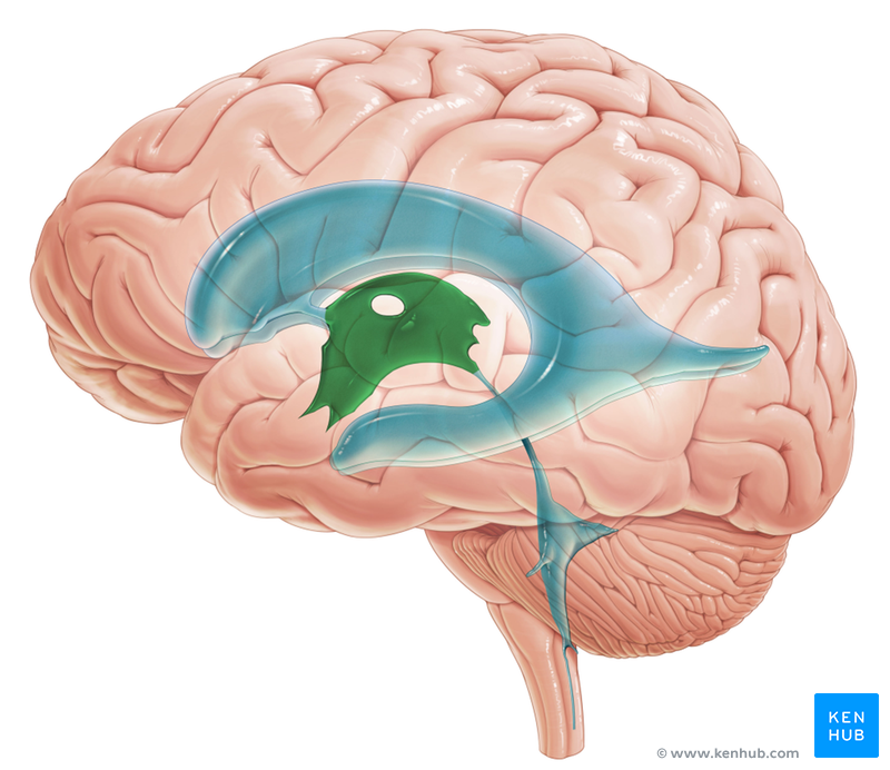 Third Ventricle - Anatomy of 3rd Ventricle of the Brain ...