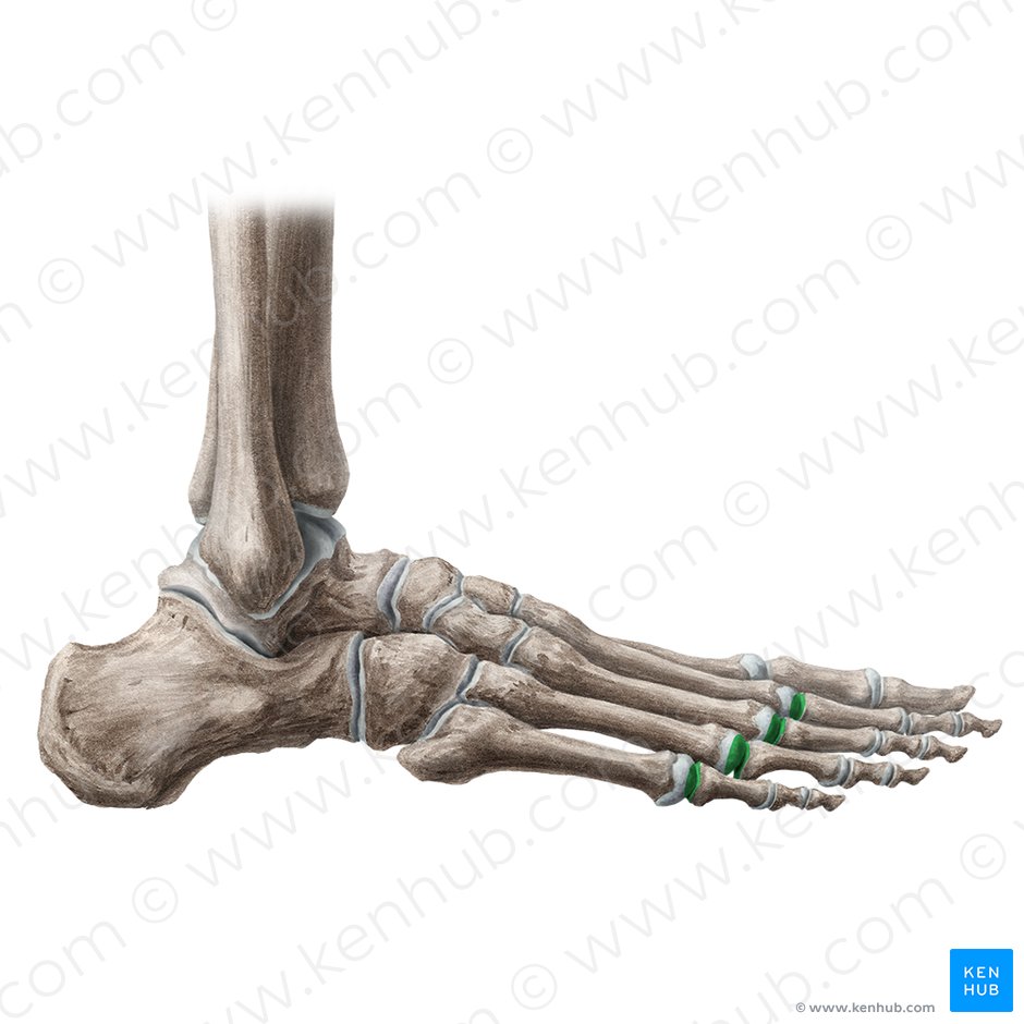 2nd - 5th metatarsophalangeal joints (Articulationes metatarsophalangeae 2-5); Image: Liene Znotina