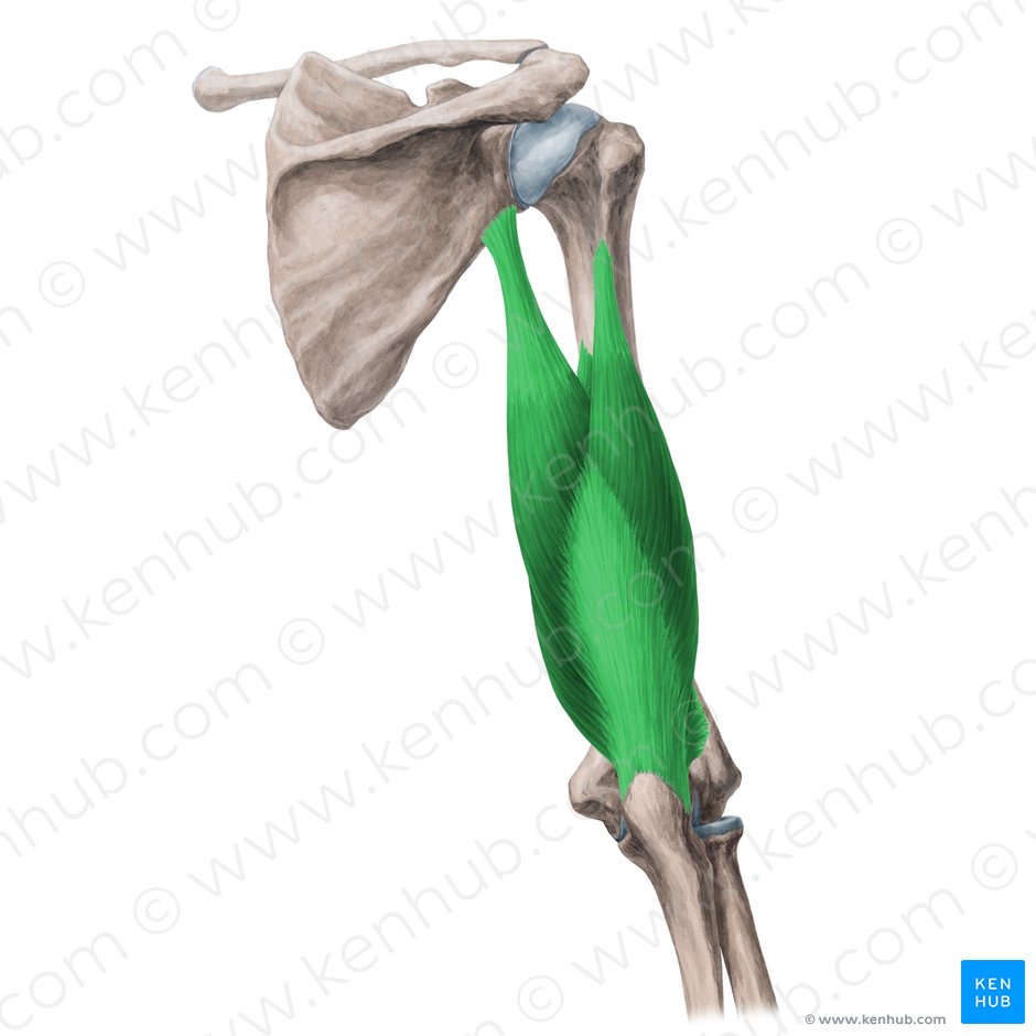 Musculus triceps brachii (Dreiköpfiger Oberarmmuskel); Bild: Yousun Koh