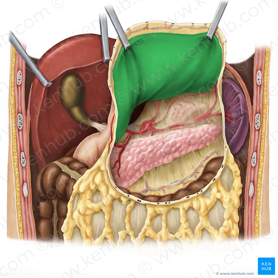 Posterior wall of stomach (Paries posterior gastris); Image: Esther Gollan