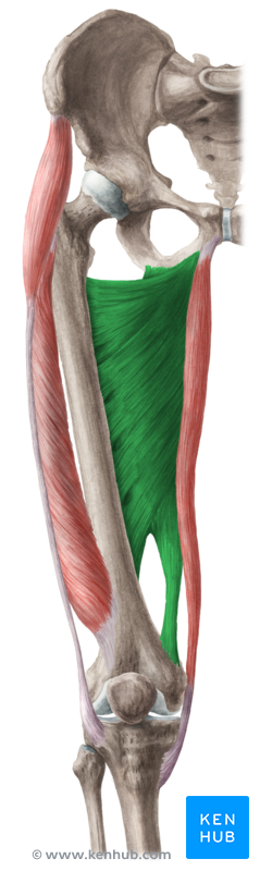 Hip adductors - Anatomy, Function and Clinical Notes | Kenhub