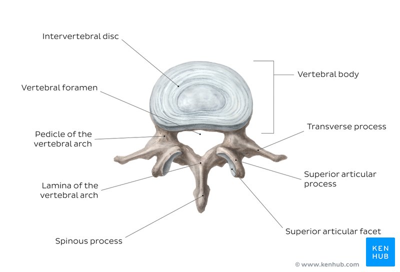 Anatomy of the typical vertebra (diagram)