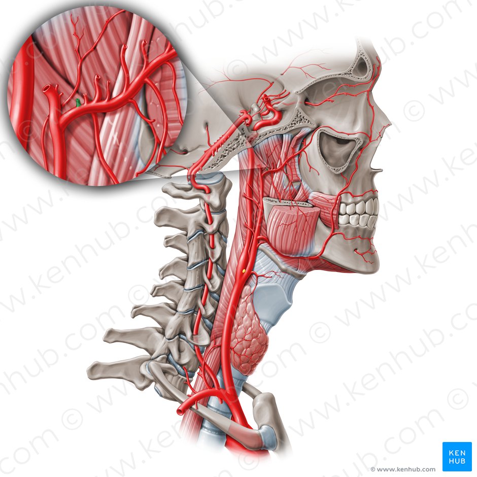 Arteria auricular profunda (Arteria auricularis profunda); Imagen: Paul Kim