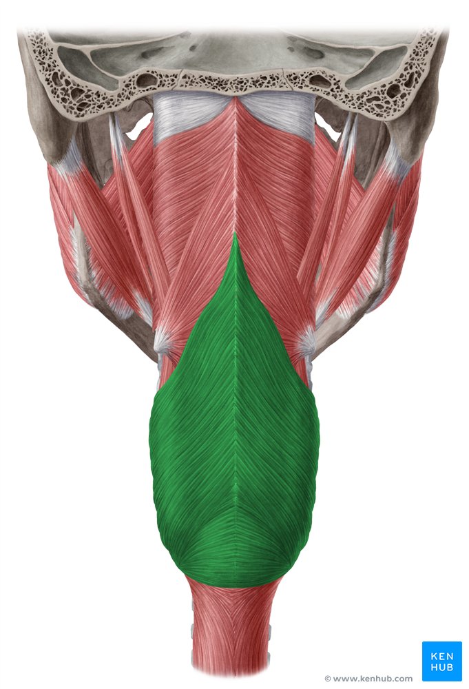 Inferior pharyngeal constrictor: Attachments and action | Kenhub