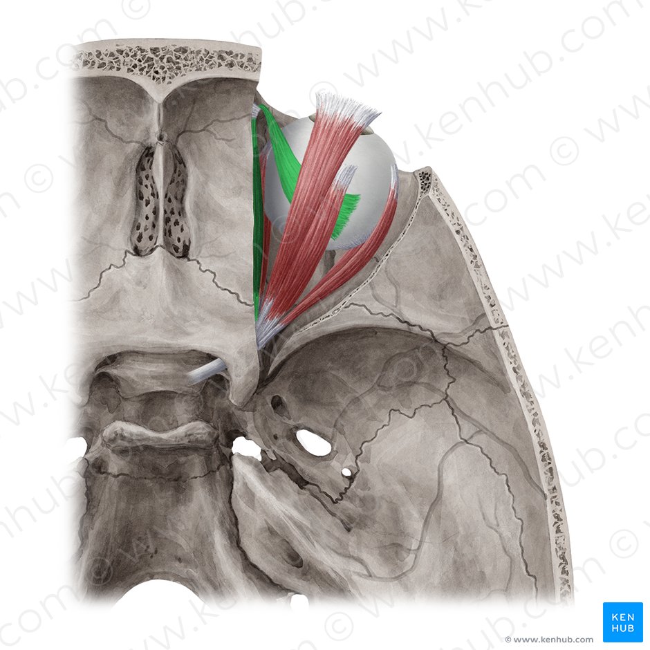 Músculo oblíquo superior (Musculus obliquus superior); Imagem: Yousun Koh