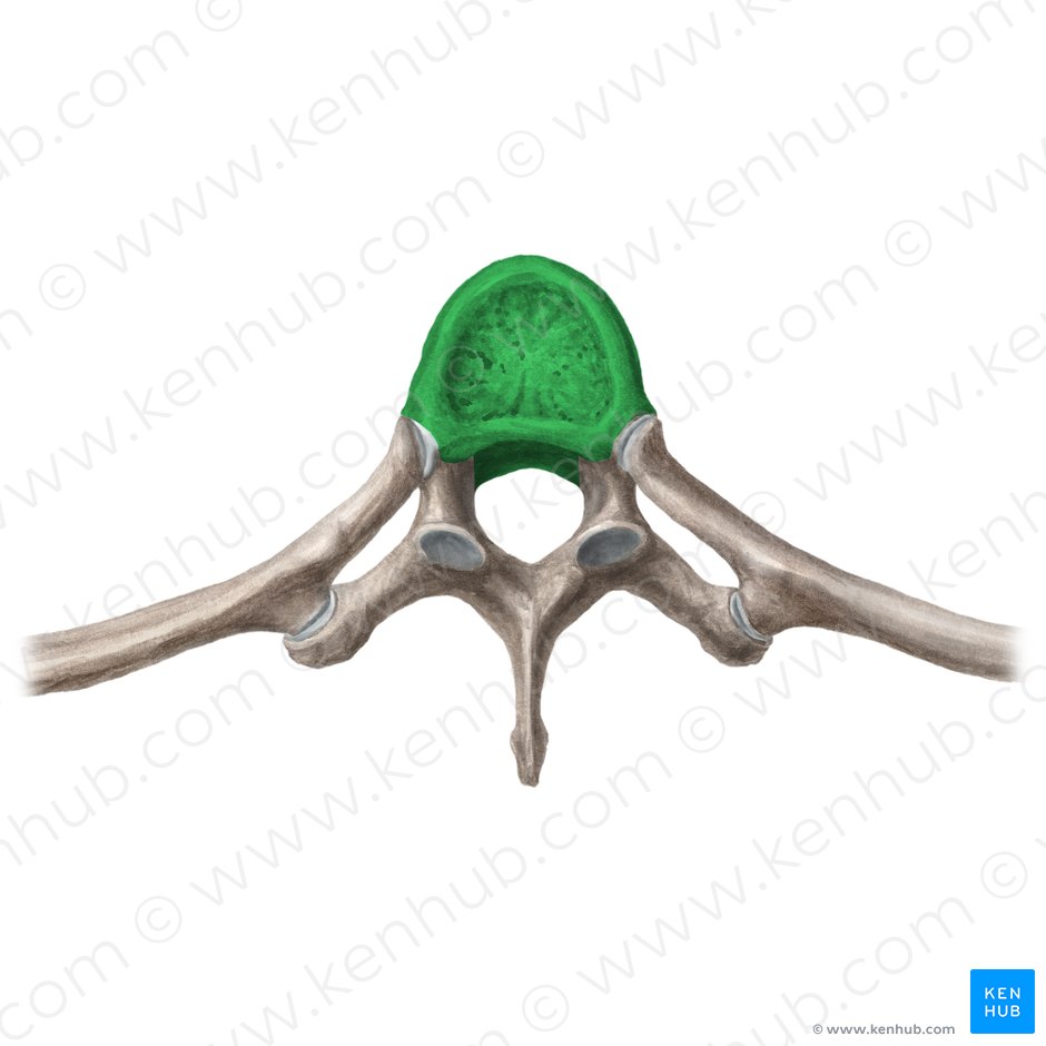 Corpus vertebrae (Wirbelkörper); Bild: Liene Znotina