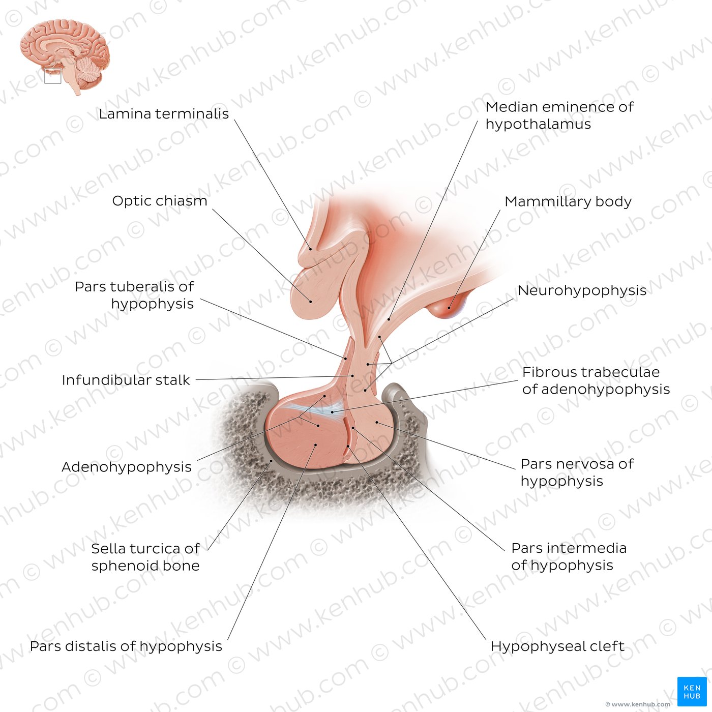 Pituitary gland: Overview