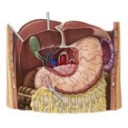 Artérias do estômago, do fígado e da vesícula biliar