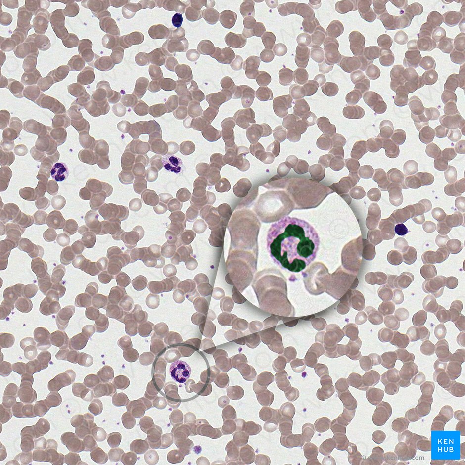 Núcleo celular (Nucleus); Imagen: 