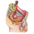 Nerves of the male pelvis