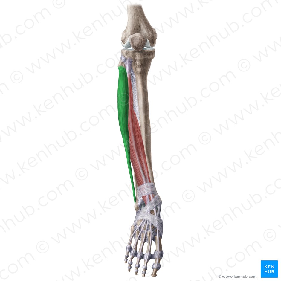 Músculo fibular longo (Musculus fibularis longus); Imagem: Liene Znotina