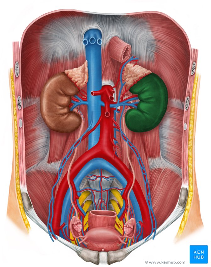 Urinary system: Organs, anatomy and clinical notes | Kenhub