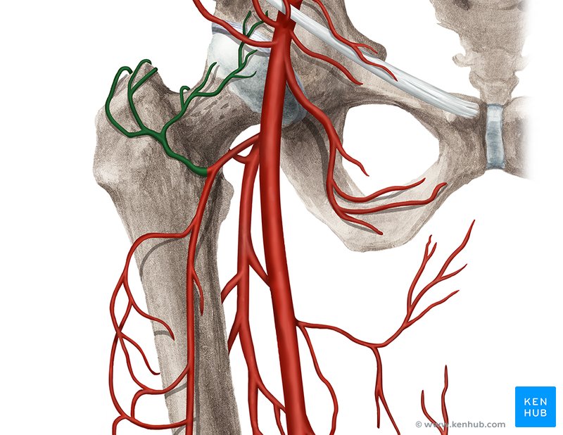 Ascending branch of lateral circumflex femoral artery - ventral view