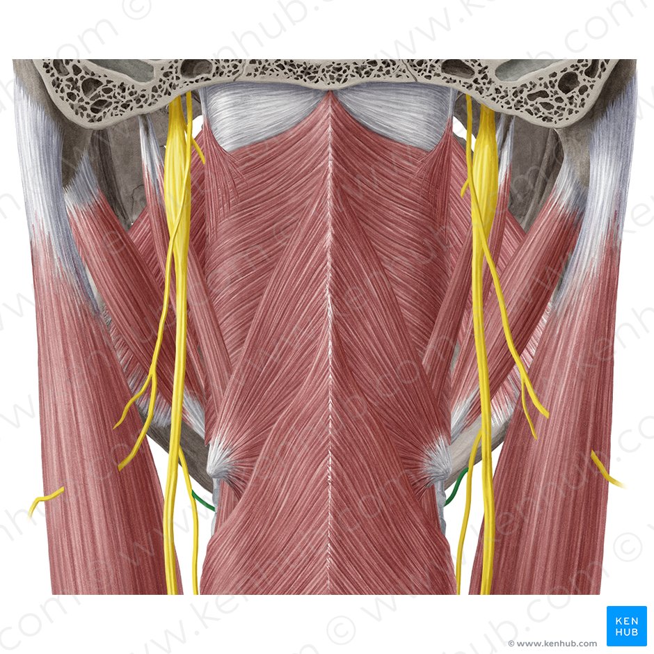 Internal branch of superior laryngeal nerve (Ramus internus nervi laryngei superioris); Image: Yousun Koh