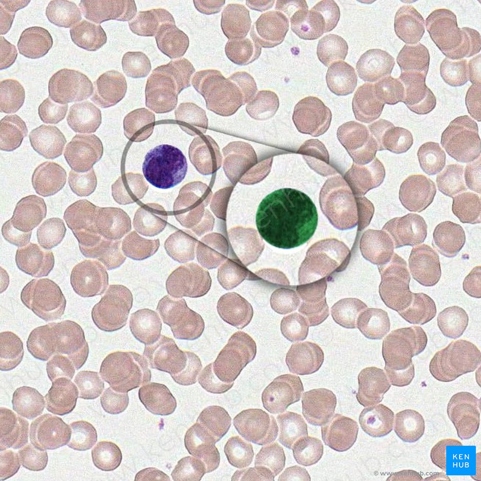 Monocito (Monocyte); Imagen: 