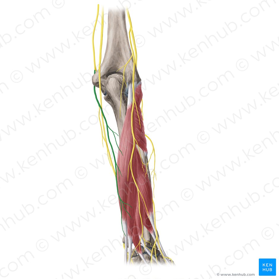 Ramus posterior nervi cutanei medialis antebrachii (Hinterer Ast des inneren Hautnervs des Unterarms); Bild: Yousun Koh