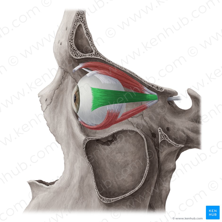 Músculo reto lateral (Musculus rectus lateralis); Imagem: Yousun Koh