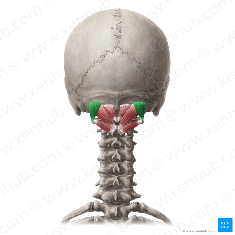 Obliquus capitis superior muscle (Musculus obliquus capitis superior); Image: Yousun Koh