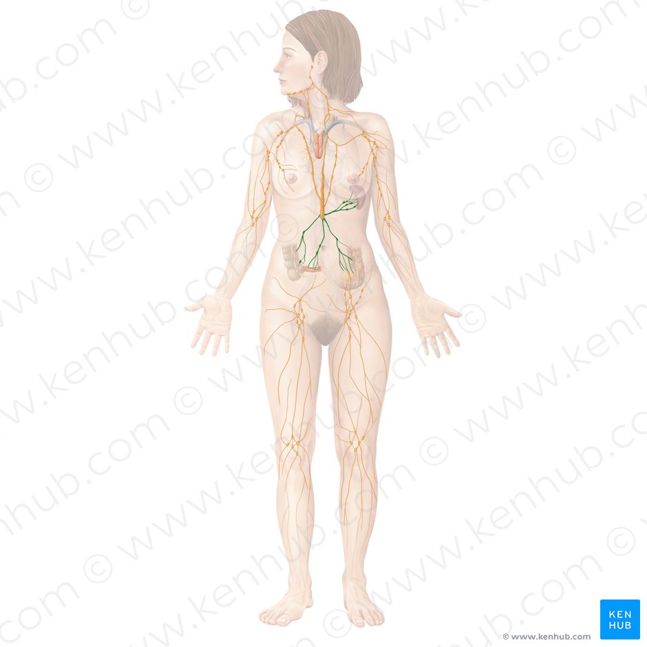 Nodi lymphoidei abdominales (Bauchlymphknoten); Bild: Begoña Rodriguez