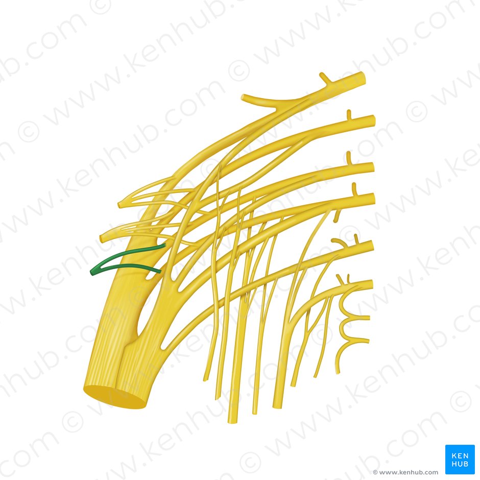 Nervus musculi piriformis (Nerv zum birnenförmigen Muskel); Bild: Begoña Rodriguez