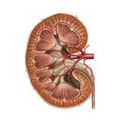 Arterien der Niere