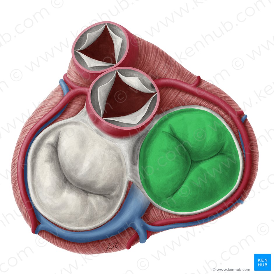 Right atrioventricular valve (Valva atrioventricularis dextra); Image: Yousun Koh