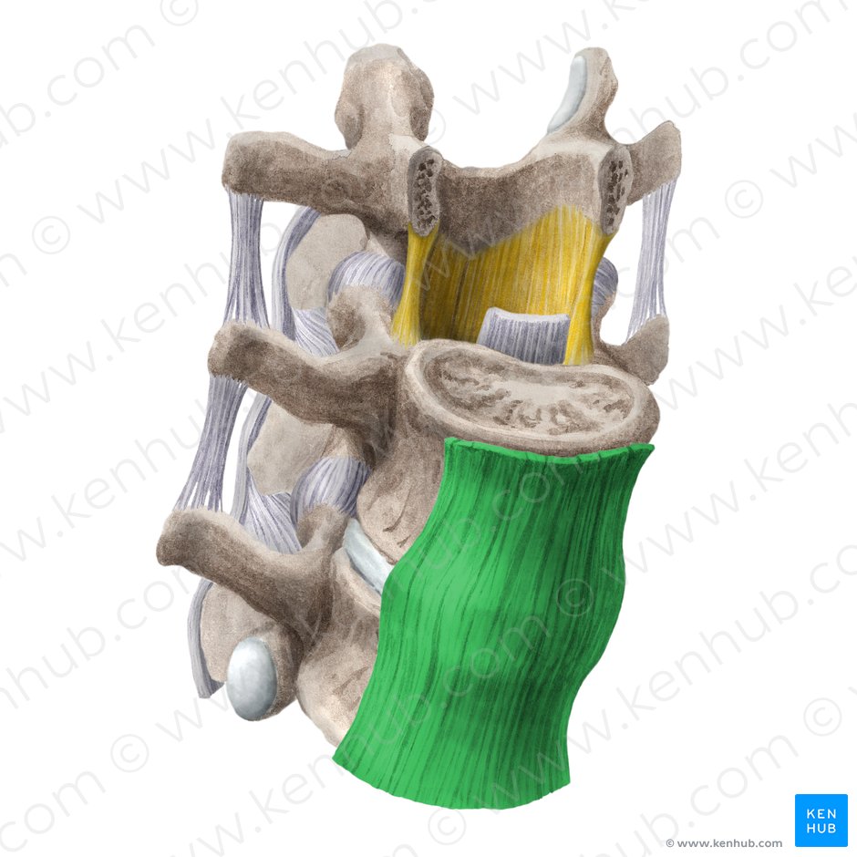 Ligamento longitudinal anterior (Ligamentum longitudinale anterius); Imagen: Liene Znotina