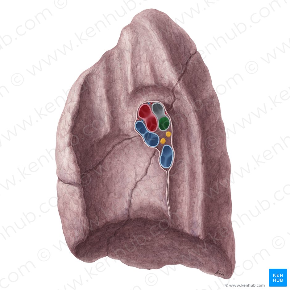 Intermediate bronchus of right lung (Bronchus intermedius pulmonis dextri); Image: Yousun Koh