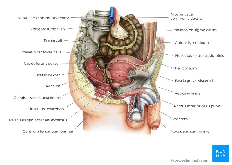 Unterleib anatomie mann Organe im