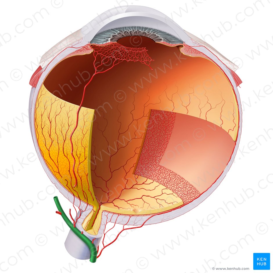 Arteria ophthalmica (Augenarterie); Bild: Paul Kim