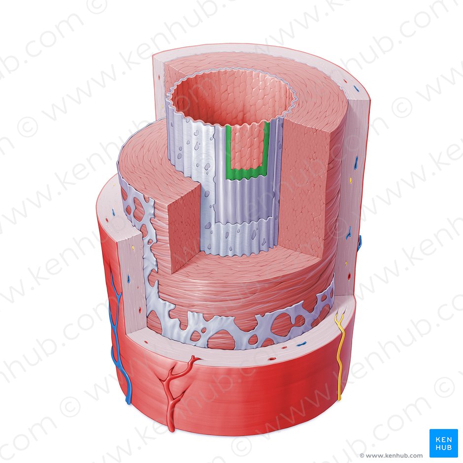 Basement membrane of artery (Membrana basalis arteriae); Image: Paul Kim